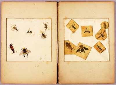 INSEKTEN--Farbig (Beste Hummeln...), Studienmappe für das Buch Concealing Coloration in the Animal Kingdom av Abbott Handerson Thayer