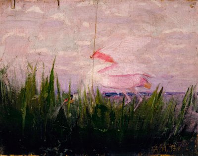 Roseate Spoonbill, studie for boken *Skjul farge i dyreriket* av Abbott Handerson Thayer