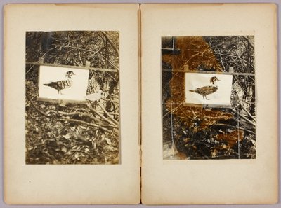 Sjablonger Ender, studiemappe for boken Skjule fargelegging i dyreriket av Abbott Handerson Thayer