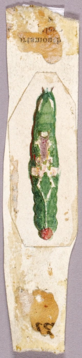 Hvit bjørkebladkantlarve, studie for boken *Skjul farge i dyreriket* av Abbott Handerson Thayer