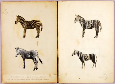 Sebraer, studiemappe for boken *Skjul farger i dyreriket* av Abbott Handerson Thayer