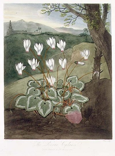 Den persiske Cyclamen, gravert av Elmes, fra 