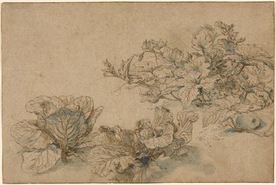 Studier av en margplante og kål av Abraham Bloemaert