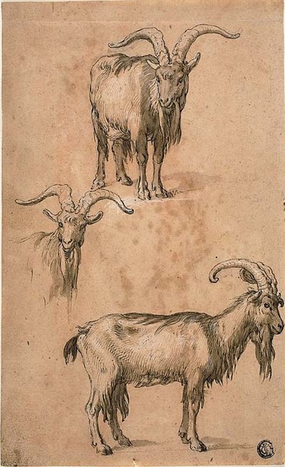 Tre skisser av en geit (recto) Draperi av stående kvinnelig figur (verso) av Abraham Bloemaert