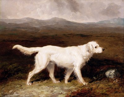 Charles Bretts hvite engelske setter 