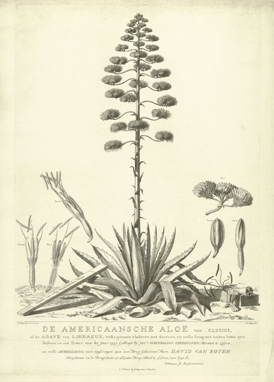 Blomstrende amerikansk aloe, 1757 The American Aloe of Clusius, or the Agave of Linnaeus (...) Having Bloomed in the Summer of the Year 1757 av Jac: Schuurmans Stkehooven, Florist in Leiden (tittel på objekt) av Abraham Delfos