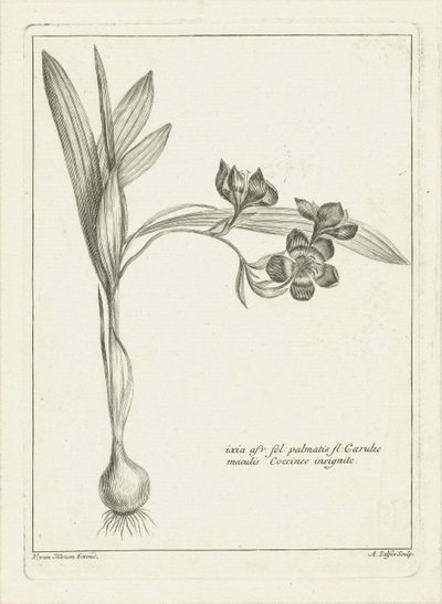 Ixia av Abraham Delfos