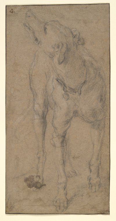 Studie av en hund av Abraham Hondius