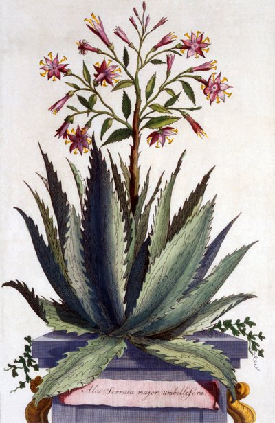 Aloe Serrata major umbellifera, fra 
