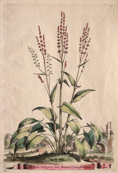 Phytographia Curiosa: Acetosa Vulgaris sive Rumex Canpferinus. av Abraham Munting
