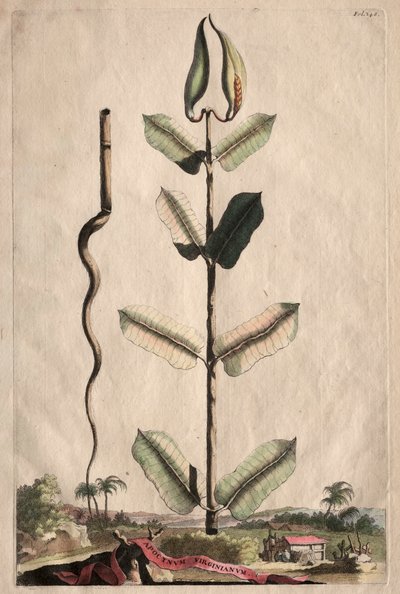 Curious Phytographia: Apocynum Virginianum av Abraham Munting