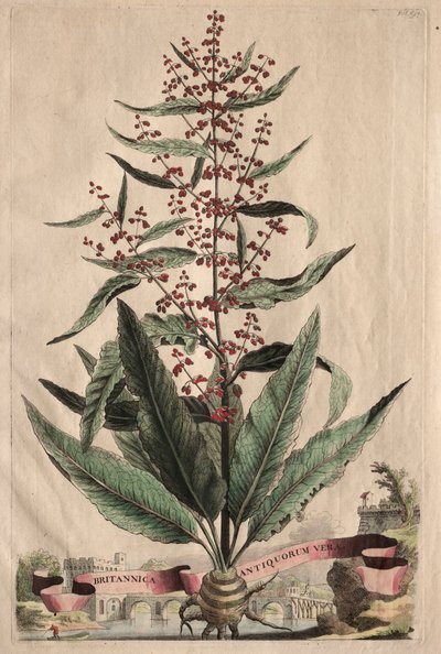 En nysgjerrig phytographia av Abraham Munting