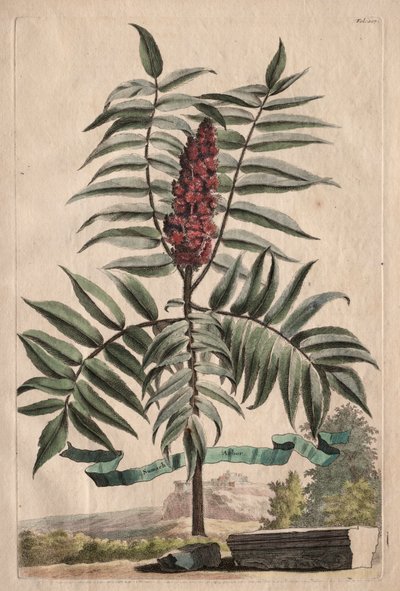  av Abraham Munting