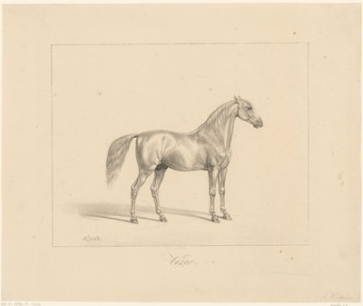 Arabisk hingst Vezir (tittel på objekt) av Abraham Vinkeles