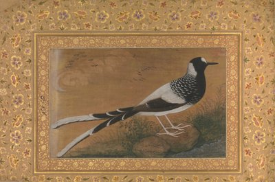 Spotted Forktail, Folio fra Shah Jahan Album, recto: ca. 1610-15, verso ca. 1540. av Abu al Hasan