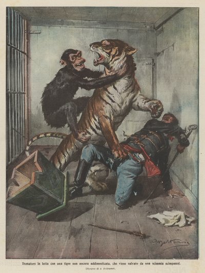 Tamer sliter med en utemmet tiger som blir reddet av en sjimpanseape av Achille Beltrame