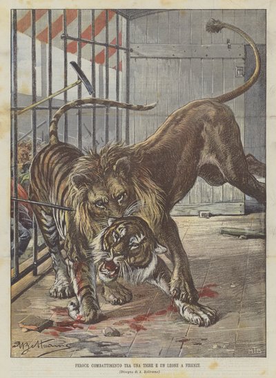 Heftige kamper mellom en tiger og en løve i Firenze av Achille Beltrame