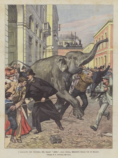 Elefanten som figurerer i Amor-ballen, ved La Scala, Imbolsito i Milanos gater av Achille Beltrame