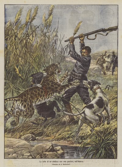 Kampen til en ordfører med en panter i Algerie av Achille Beltrame