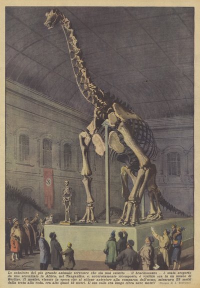 Skjelettet til det største landdyret som noen gang har levd, brachiosaurusen? av Achille Beltrame