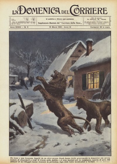 En løve og en løvinne, som rømte fra et sirkus nær Gent, skadet temmeren alvorlig? av Achille Beltrame