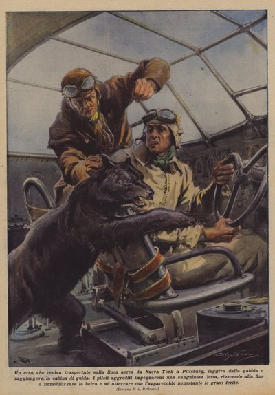 Rømte en bjørn, som ble fraktet med flyselskapet fra New York til Pittsburg, fra buret? av Achille Beltrame