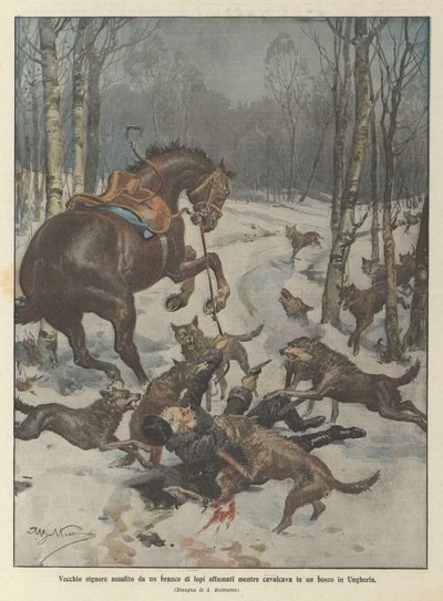 Gammel herremann angrepet av en flokk sultne ulver mens han syklet i en skog i Ungarn av Achille Beltrame