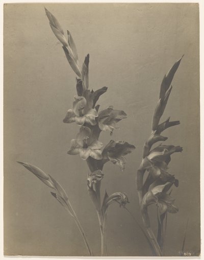  av Achille Quinet