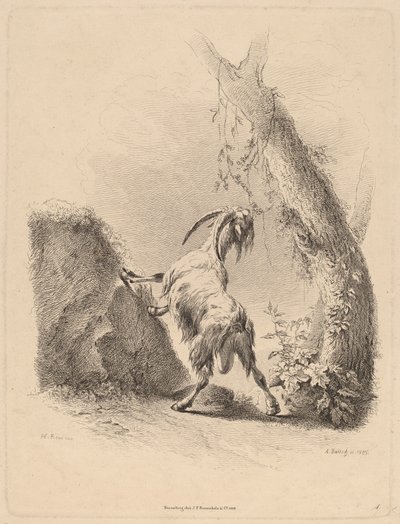 Geit i et landskap, 1805. av Adam von Bartsch