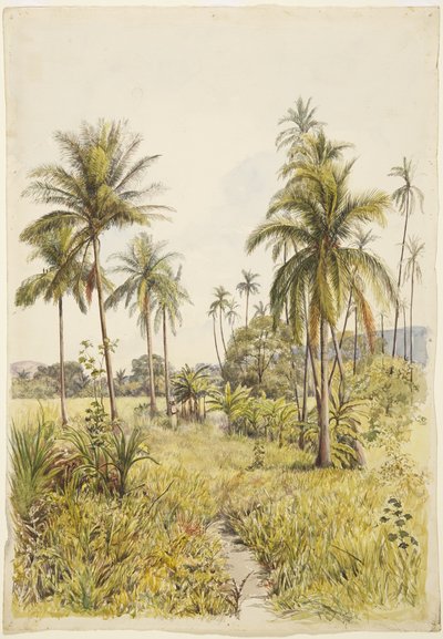 Palmetrær, Colima (akvarell) av Adela Breton