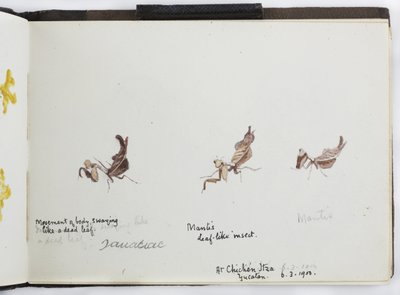 Skissebok med tegninger og notater, Nord- og Sør-Amerika (inkludert Mexico) av Adela Breton