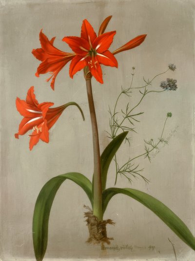 Amaryllis og Gilia av Adolf Senff