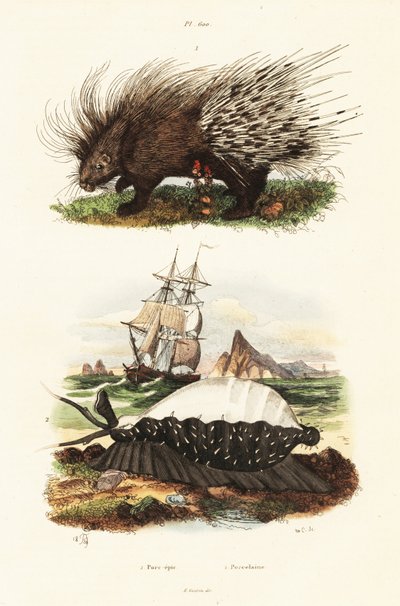 Crested pinnsvin og tiger cowrie. av Adolph (after) Fries