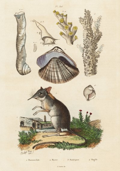 Elefantsmus, musling og koraller., 1834-1839 (gravering) av Adolph (after) Fries