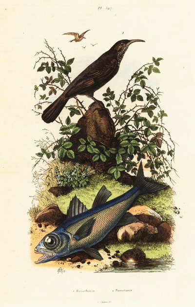 Gråkronet babler og svart kardinalfisk. av Adolph (after) Fries