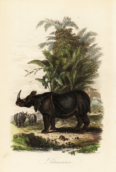 Indisk neshorn, Rhinoceros unicornis, sårbar av Adolph (after) Fries