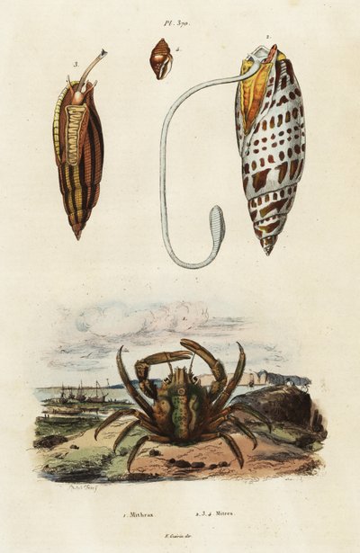 Gjæringsskjell og grønn klamrende krabbe., 1834-1839 (gravering) av Adolph (after) Fries