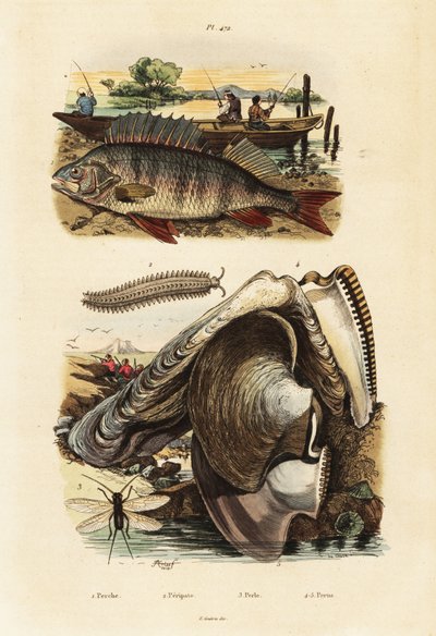 Abbor, perleøsters, fløyelsorm og snøring., 1834-1839 (gravering) av Adolph (after) Fries