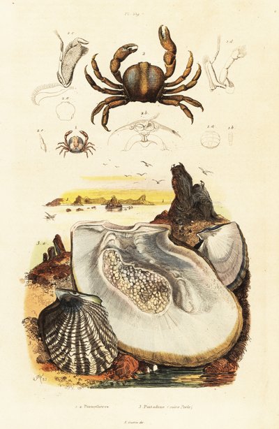 Nålekrabber og perleøsters., 1834-1839 (gravering) av Adolph (after) Fries