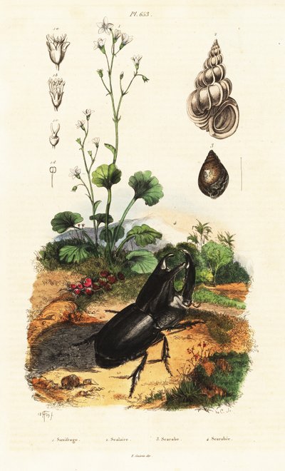 Neshornbille, snegl og saxifrage. av Adolph (after) Fries