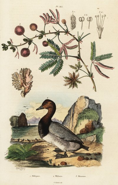 Sjøingefær, pochard og følsom plante. ,1834–1839 (gravering) av Adolph (after) Fries