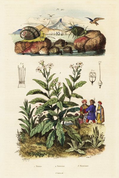 Sjøsnegler og tobakksplante. ,1834–1839 (gravering) av Adolph (after) Fries