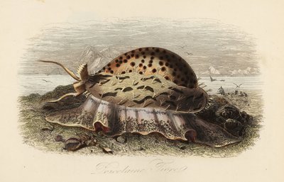 Tiger cowrie, Cypraea tigris av Adolph (after) Fries