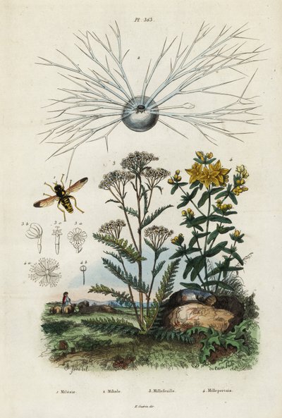 Ryllik, johannesurt, foraminifera og sveveflue., 1834-1839 (gravering) av Adolph (after) Fries