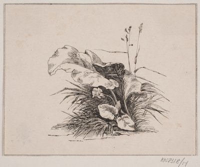 Fiolinen av Johan Adolph Kittendorff