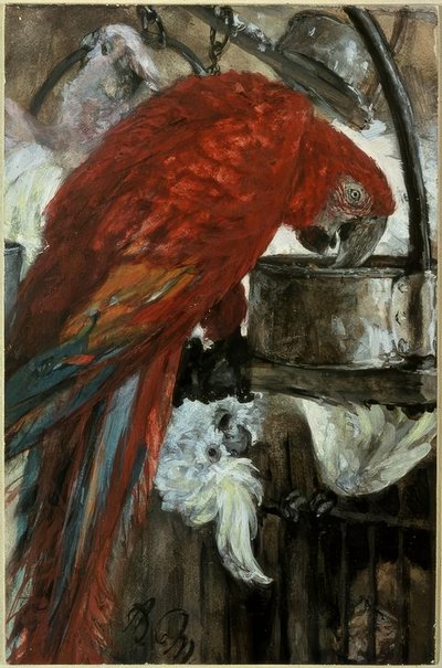 Ara og Kakadu av Adolph Menzel