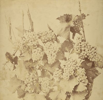 av Adolphe Braun