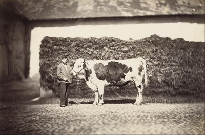  av Adolphe Braun