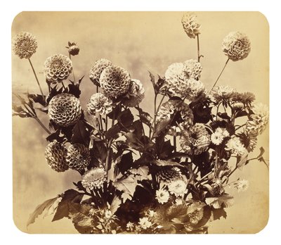 Uten tittel, c. 1860 (albumtrykk) av Adolphe Braun