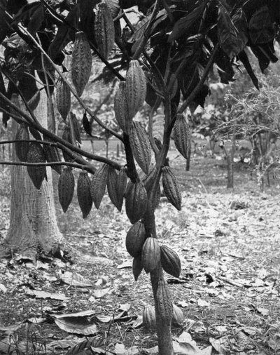 Kakaotre, Jamaica, c1905. av Adolphe Duperly and Son